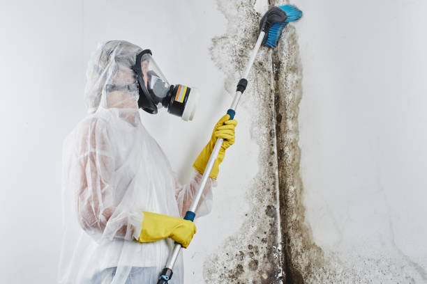 Best Black Mold Removal  in Pen Mar, PA