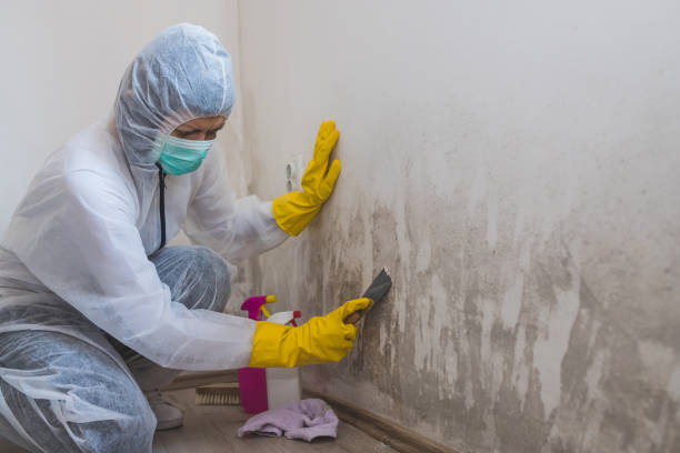 Mold Removal and Inspection in Pen Mar, PA