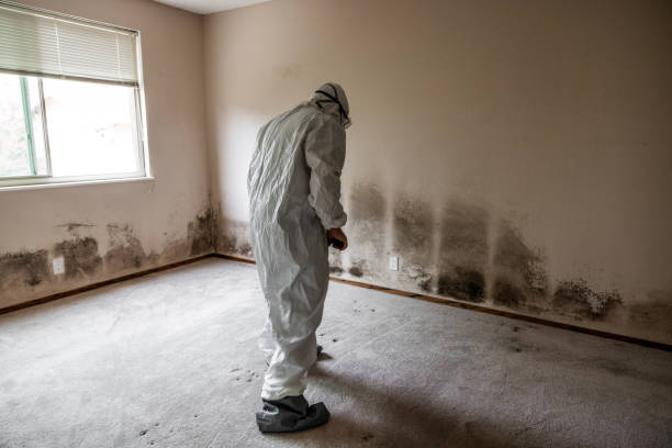 Best Toxic Mold Removal  in Pen Mar, PA
