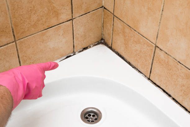 Professional Mold Removal in Pen Mar, PA